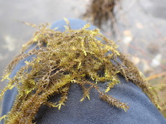 Fontinalis hypnoides