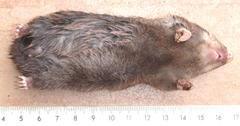 Amblysomus hottentotus