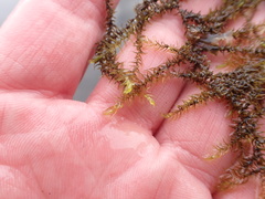 Fontinalis hypnoides