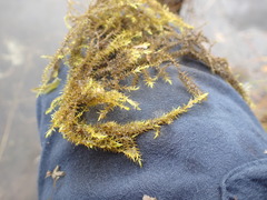 Fontinalis hypnoides