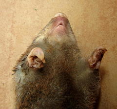 Amblysomus hottentotus