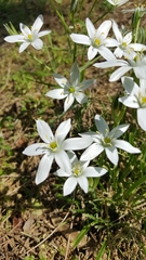 Ornithogalum umbellatum