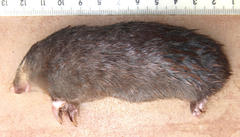 Amblysomus hottentotus