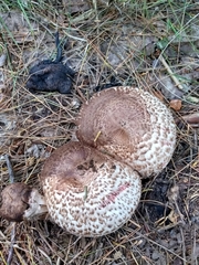 Agaricus benesii