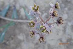 Asclepias multicaulis