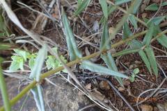 Asclepias multicaulis