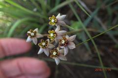 Asclepias multicaulis