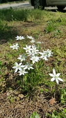 Ornithogalum umbellatum