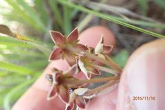 Asclepias multicaulis