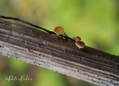 Crocicreas coronatum