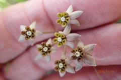 Asclepias multicaulis