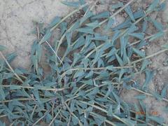 Asclepias multicaulis