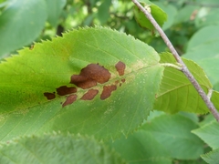 Coleophora ostryae