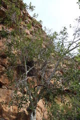 Ficus cordata cordata