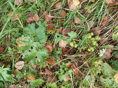 Alchemilla propinqua