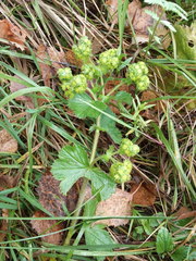 Alchemilla propinqua