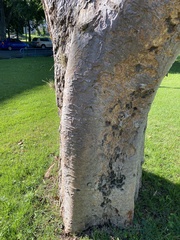 Copaifera officinalis