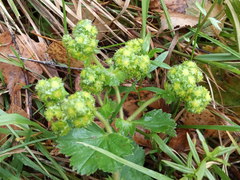 Alchemilla propinqua