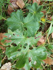 Alchemilla propinqua