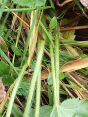 Alchemilla propinqua