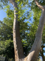 Copaifera officinalis