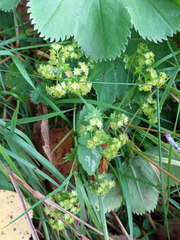Alchemilla sarmatica