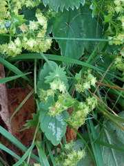 Alchemilla sarmatica