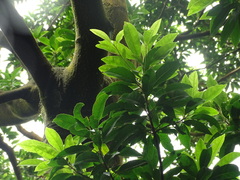 Elaeocarpus sylvestris