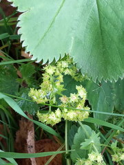 Alchemilla sarmatica