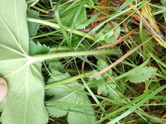 Alchemilla sarmatica