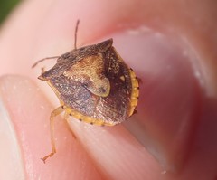 Dendrocoris humeralis