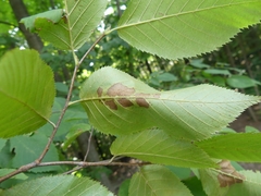 Coleophora ostryae