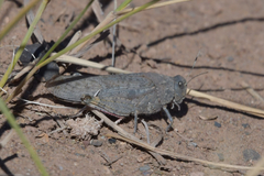 Bryodemella tuberculata