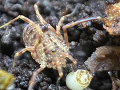 Lophopilio palpinalis