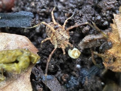 Lophopilio palpinalis