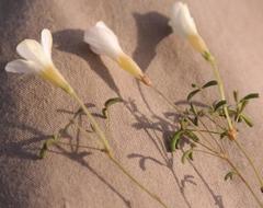 Oxalis tenella