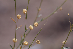 Linum altaicum