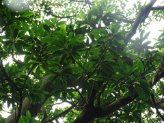 Elaeocarpus sylvestris