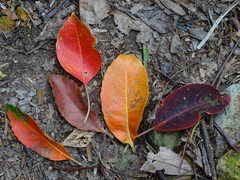 Elaeocarpus sylvestris