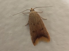 Tachystola acroxantha