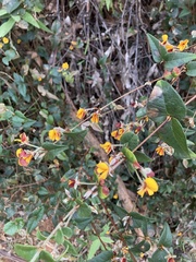 Platylobium reflexum