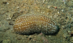 Ctenactis albitentaculata