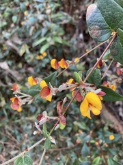 Platylobium reflexum