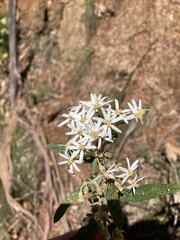 Olearia rugosa rugosa