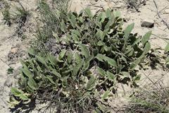 Hermannia geniculata