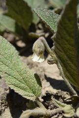 Hermannia geniculata