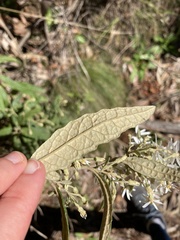 Olearia rugosa rugosa