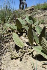 Hermannia geniculata