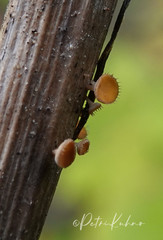 Crocicreas coronatum