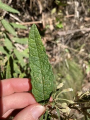 Olearia rugosa rugosa
